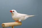 Gezocht , spitsstaart creme ino, Dieren en Toebehoren, Vogels | Overige Vogels, Meerdere dieren, Tropenvogel, Geringd