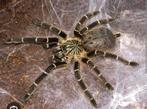 P murinus Kigoma tarantula vogelspin, Dieren en Toebehoren, Spin of Schorpioen