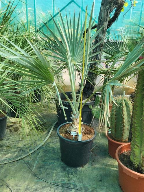 Bismarckia Nobilis, hauteur de la plante : 1m30, Jardin & Terrasse, Plantes | Jardin, Enlèvement ou Envoi