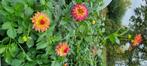 Dahlia knollen, Verzenden, Voorjaar, Halfschaduw, Knol