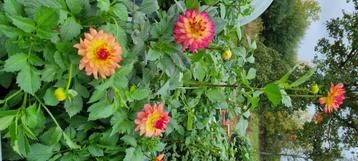 Dahlia knollen beschikbaar voor biedingen