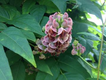 1 knol Indianenaardappel - Apios americana - eetbare bloem   beschikbaar voor biedingen