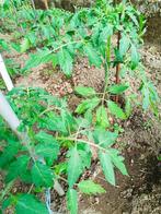 plants de tomate, Jardin & Terrasse, Plein soleil, Enlèvement, Plantes fruitières, Été