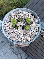 Potje met vetplantje, Tuin en Terras, Zo goed als nieuw, Ophalen