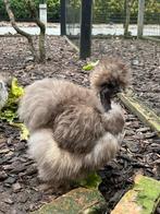 Zijdehoen hennen, Dieren en Toebehoren, Pluimvee, Vrouwelijk, Kip