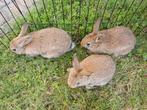 Dwergkonijn x minilop, Dieren en Toebehoren, Konijnen, Meerdere dieren, Dwerg, 0 tot 2 jaar