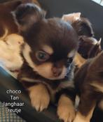 Prachtige langharige chihuahua pups., België, Fokker | Hobbymatig, CDV (hondenziekte), 8 tot 15 weken