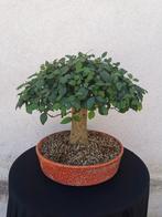 Bonsai zelkova in bezem stijl., Verzenden