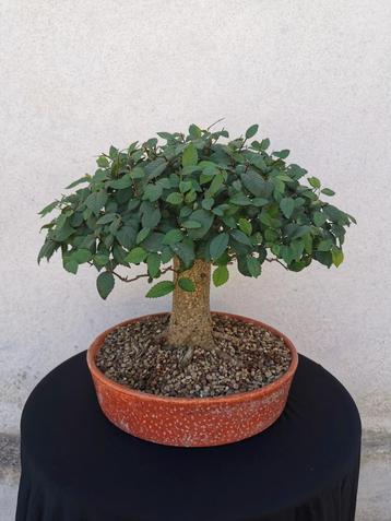 Bonsai zelkova in bezem stijl.  beschikbaar voor biedingen