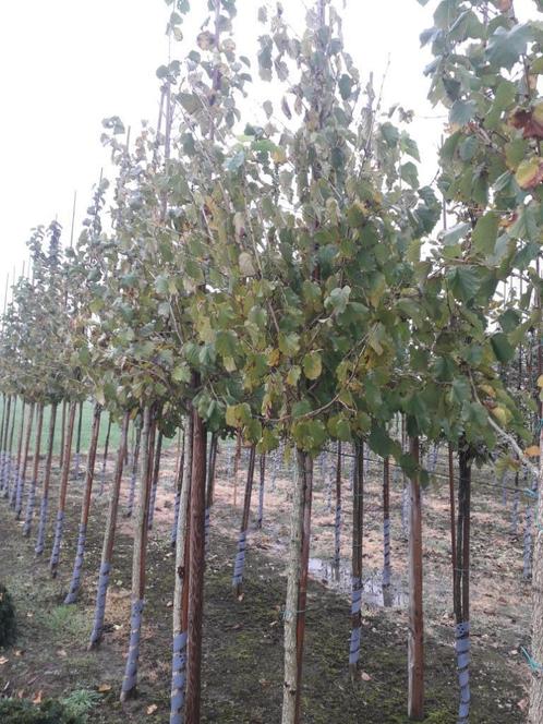 Corylus colurna/Boomhazelaar, Jardin & Terrasse, Plantes | Arbres, Enlèvement