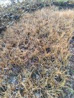 Graminées ornementales p9 1€/pièce, Jardin & Terrasse, Enlèvement ou Envoi, Plante fixe, Graminées ornementales
