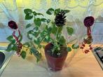 Emballage cadeau avec plante Coleus en pot, Ophalen, In pot