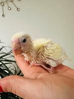 Kakariki cremino, Animaux & Accessoires, Oiseaux | Accessoires, Enlèvement