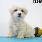 Bichon Havanais - chiots Belges à vendre, Animaux & Accessoires, Commerçant, Autres races, 8 à 15 semaines, Plusieurs