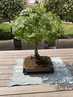 Bonsai Sorbus Aucuparia/ lijsterbes, Tuin en Terras, Ophalen, In pot