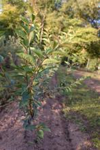 Zelkova serrata / Japanse schijniep, Ophalen, Bloeit niet, Overige soorten, Halfschaduw