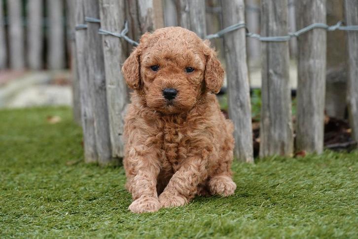 Super caniche miniature, avec un pedigree! (parents testés), Animaux & Accessoires, Chiens | Chihuahuas & Chiens de compagnie