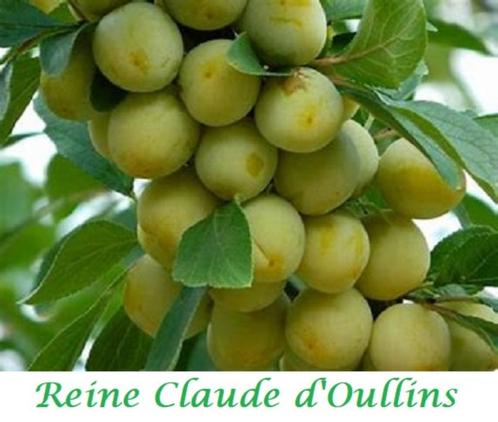 PRUIMENBOMEN Laagstam 15€/stuk, Tuin en Terras, Planten | Fruitbomen, Pruimenboom, 100 tot 250 cm, Lente, Ophalen of Verzenden