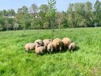 Agneaux Hampshire à vendre, Dieren en Toebehoren, Schaap, Meerdere dieren, 0 tot 2 jaar