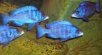 Placidochromis phenochilus mdoka white lips, Dieren en Toebehoren, Vissen | Aquariumvissen