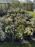 Viburnum Tinus, Jardin & Terrasse, Plantes | Arbustes & Haies, Enlèvement, Arbuste, 100 à 250 cm