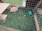 Japanse kwartel, Dieren en Toebehoren, Pluimvee