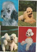 Lot  8 kaarten honden poedel, Verzamelen, Postkaarten | Dieren, Verzenden, Gelopen, Hond of Kat