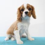 Cavalier King Charles - pups te koop (Blenheim), Dieren en Toebehoren, 15 weken tot 1 jaar, Buitenland, CDV (hondenziekte), Meerdere