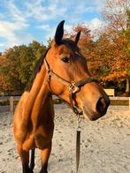 Lieve spring merrie te koop, Dieren en Toebehoren, Merrie, Zadelmak, Springpaard, 3 tot 6 jaar