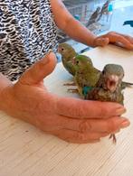 Handtamme roodruggen, Dieren en Toebehoren, Vogels | Parkieten en Papegaaien