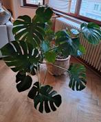 Prachtige Monstera-plant, Huis en Inrichting, Ophalen