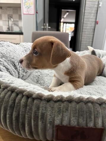 Jack russel pups uit geteste ouders beschikbaar voor biedingen