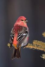 Haakbek, Mannelijk, Wildzangvogel, Geringd