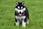 Chiots Husky à vendre, Parvovirose, Plusieurs, Chien de traîneau, Belgique