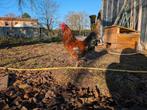 Hanen (niet-agressief), Animaux & Accessoires, Volatiles, Mâle, Poule ou poulet