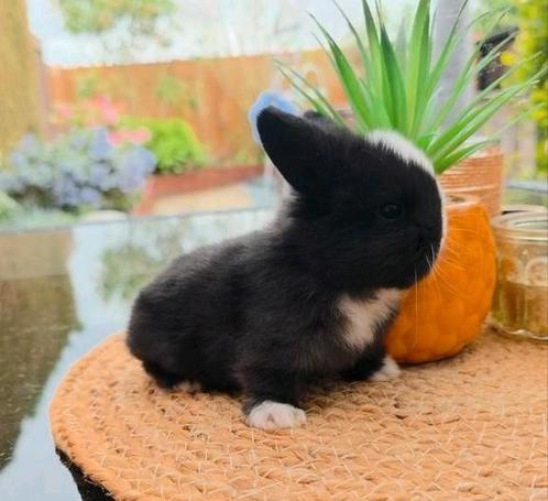 Prachtige raszuivere Minilops, Dieren en Toebehoren, Konijnen