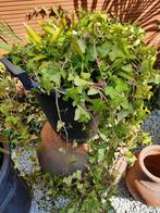 Klimop en palmboompjes uit te planten, Tuin en Terras, Ophalen
