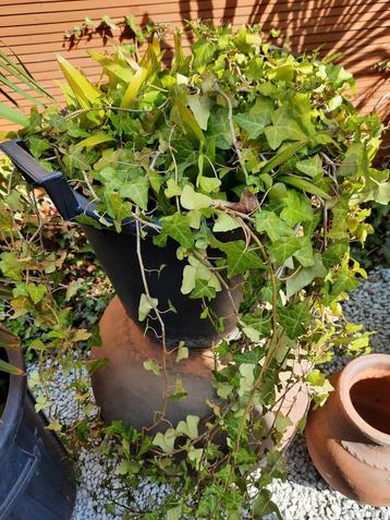Klimop en palmboompjes uit te planten, Ophalen