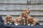 toller pups, beide ouders zijn hier aanwezig, België, Overige rassen, CDV (hondenziekte), 8 tot 15 weken