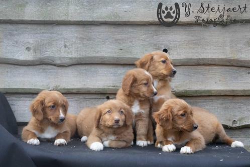 toller pups, beide ouders zijn hier aanwezig, Dieren en Toebehoren, Honden | Retrievers, Spaniëls en Waterhonden, Meerdere dieren