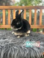 TER ADOPTIE gecastreerde ram, Dieren en Toebehoren, Mannelijk, Middelgroot, 0 tot 2 jaar
