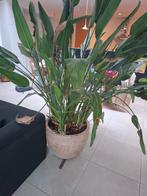 Paradijsvogel met grote bloempot, Ophalen