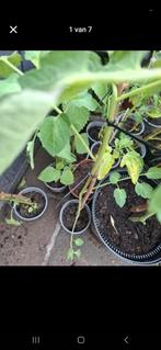 Tomatenplanten tomaat tomaatjes plant planten plantjes, Ophalen