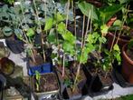 druivelaar nog 5 stuks blauwe druif, Tuin en Terras, Planten | Fruitbomen, Ophalen, Lente, Overige soorten, Volle zon