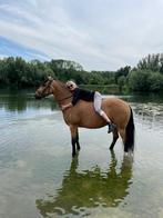 GEZOCHT onbeleerde vanaf 3 jaar en ouder lees advertentie, Dieren en Toebehoren, Merrie