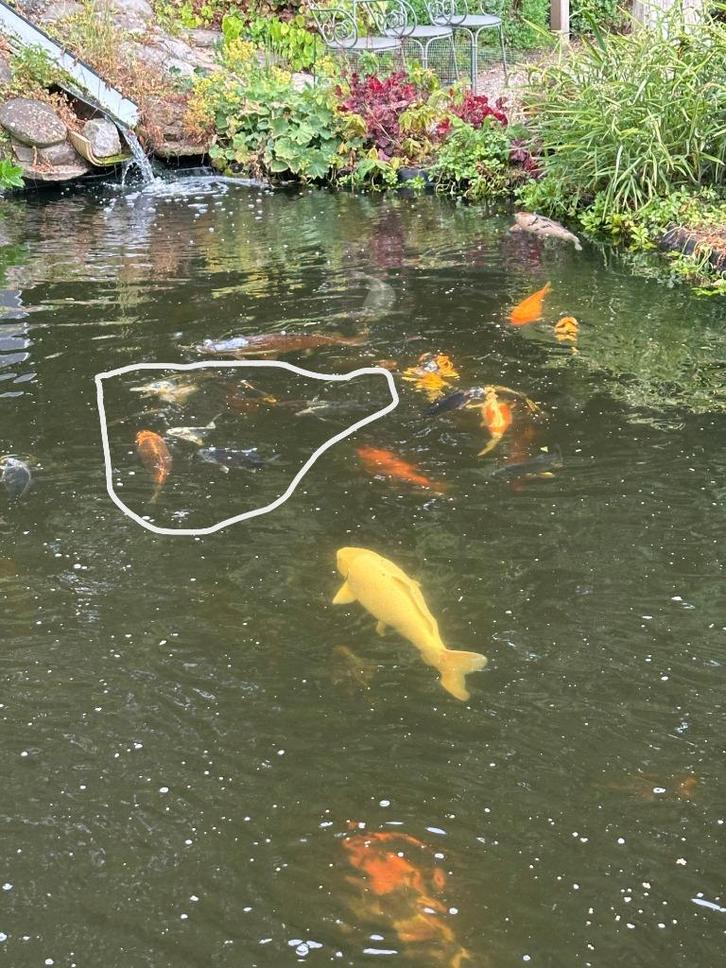 Japanse Koi's, Dieren en Toebehoren, Vissen | Vijvervissen, Karper of Koi