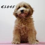 Cockapoo - pups te koop, Dieren en Toebehoren, Honden | Chihuahua's en Gezelschapshonden, 15 weken tot 1 jaar, Buitenland, CDV (hondenziekte)