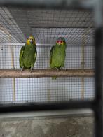Kweekkoppel Venezuela amazone Geelwang amazone, Papegaai