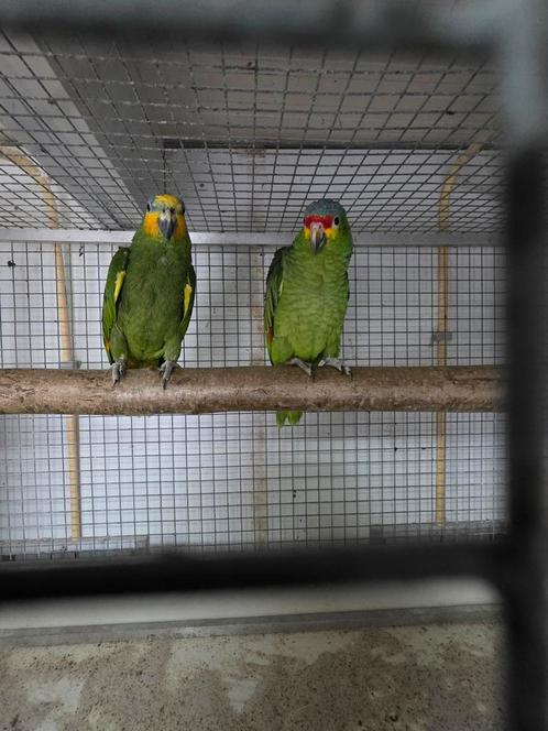 Kweekkoppel Venezuela amazone Geelwang amazone, Dieren en Toebehoren, Vogels | Parkieten en Papegaaien, Papegaai
