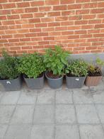 Planten winterhard, Tuin en Terras, Ophalen